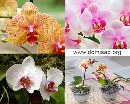 уход, орхидея, стимуляция, цветение, домашний