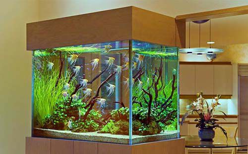 аквариум, бесцветный герметик, боковую стенку, большого размера, водной массе