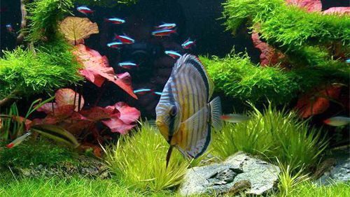 Какие аквариумные растения можно поместить к рыбкам