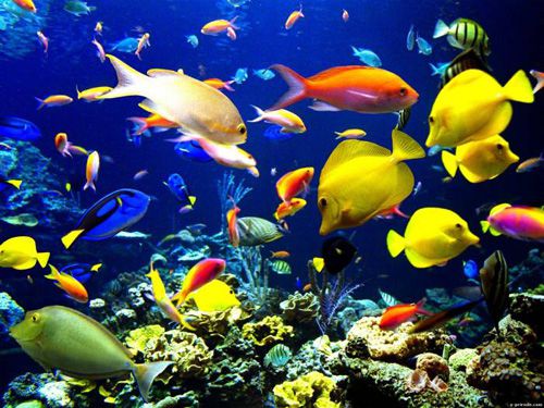 информация, аквариумный, рыбка, аквариумные рыбки, аквариумных рыбках, аквариумных рыбках начинающих