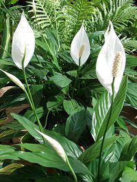 Белые цветы спатифиллума