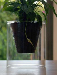 Стеклянные и прозрачные цветочные горшки для орхидей и других растений.
