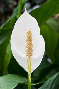Белый цветок спатифиллума
