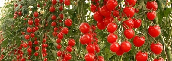 Спелые томаты в теплице