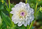 Белый цветок георгин